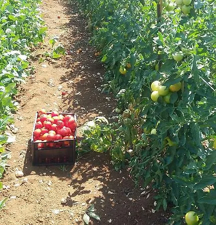 Colli Berici Feriegård