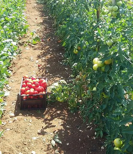 Colli Berici Alloggio per agriturismo
